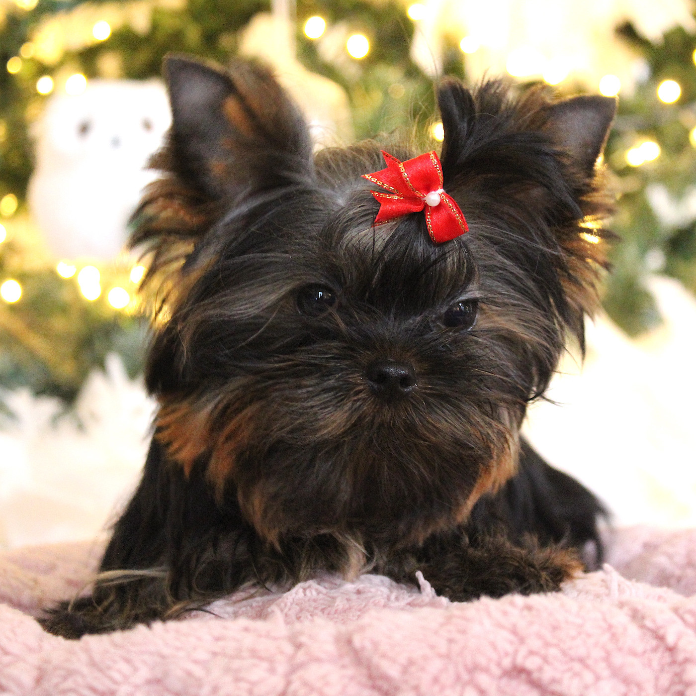 Ysis Du Berceau De Michel-Ange